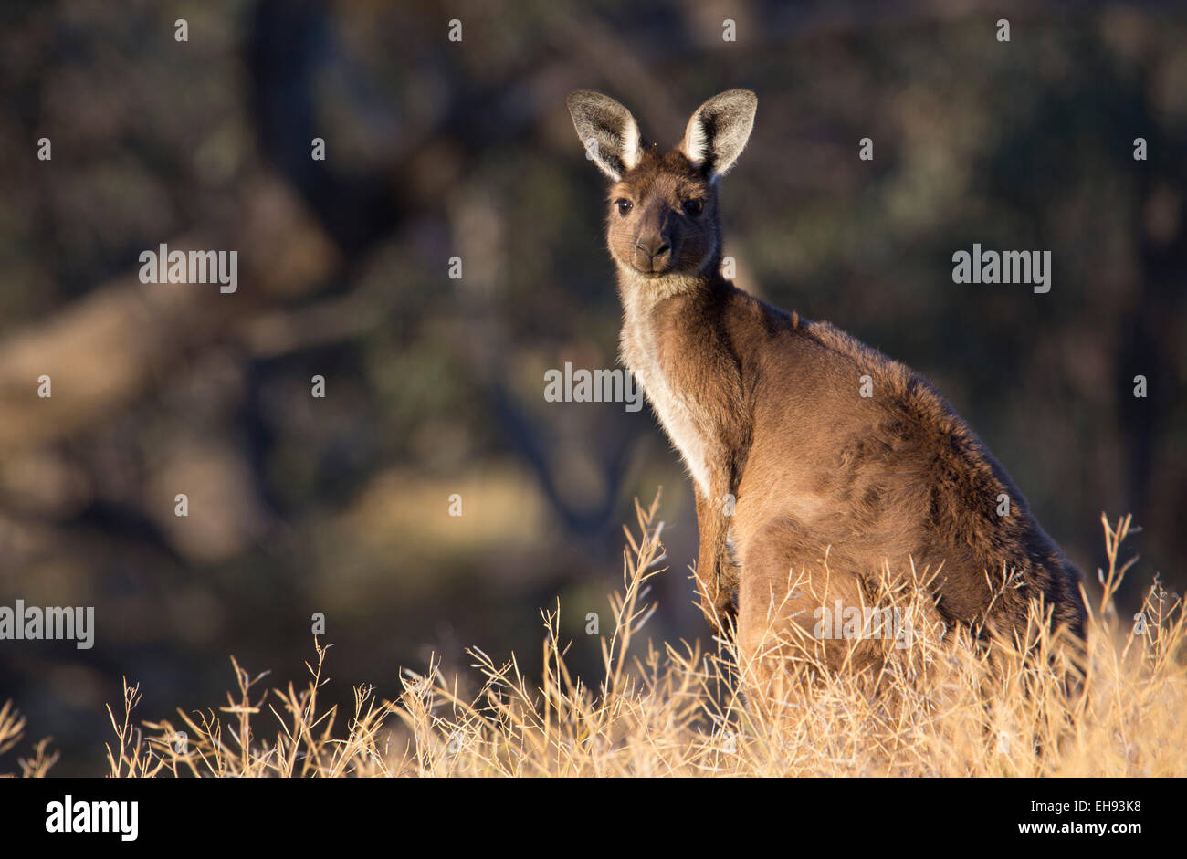 Grigio occidentale Canguro (Macropus fuliginosus), Wyperfeld National Park, Australia Foto Stock