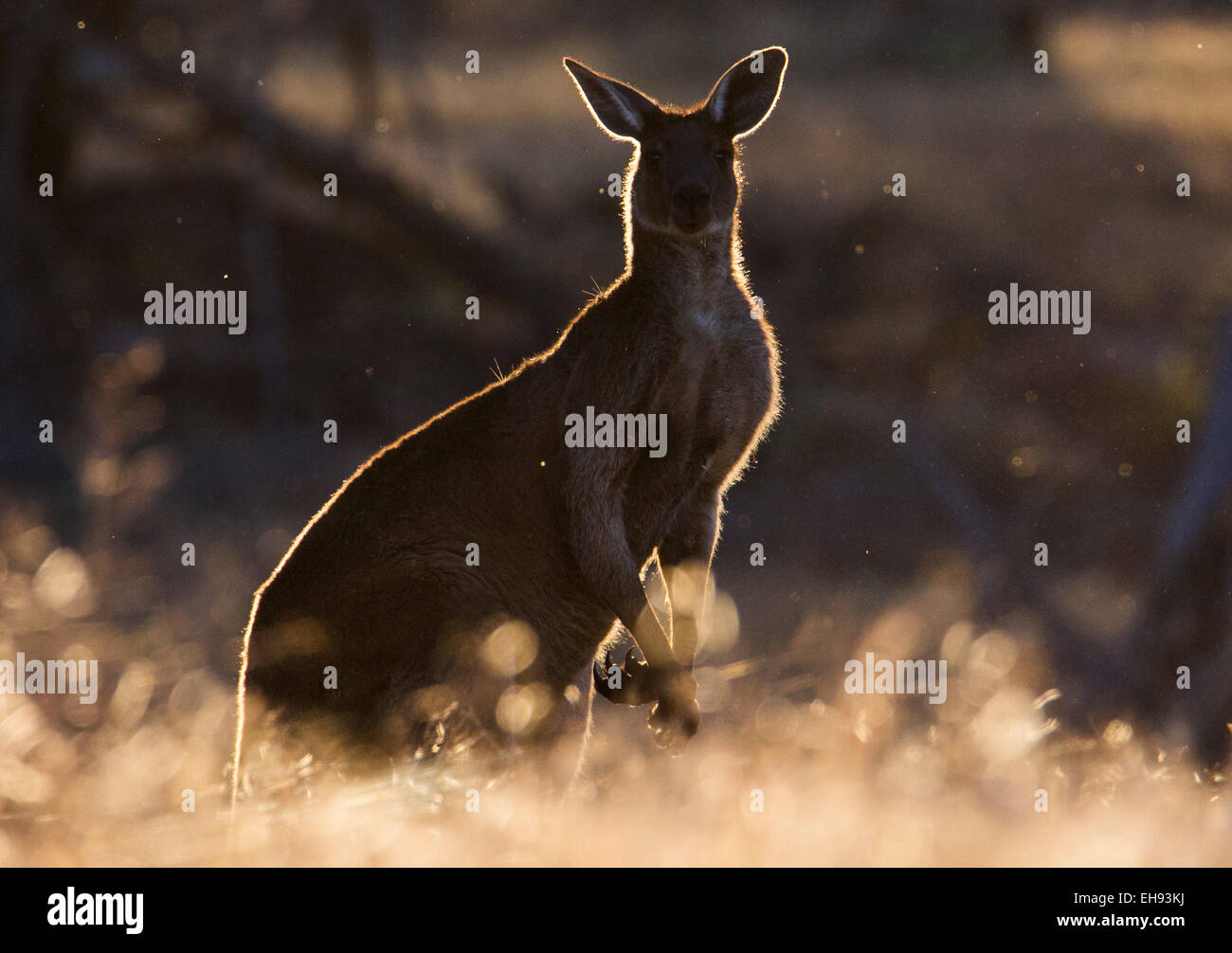 Grigio occidentale Canguro (Macropus fuliginosus), Wyperfeld National Park, Australia Foto Stock