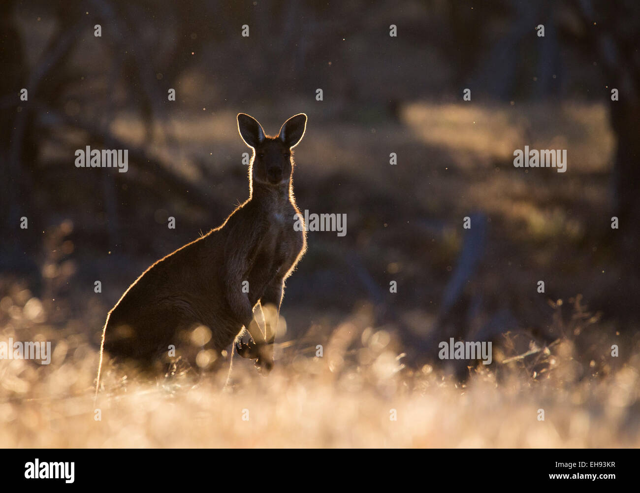 Grigio occidentale Canguro (Macropus fuliginosus), Wyperfeld National Park, Australia Foto Stock