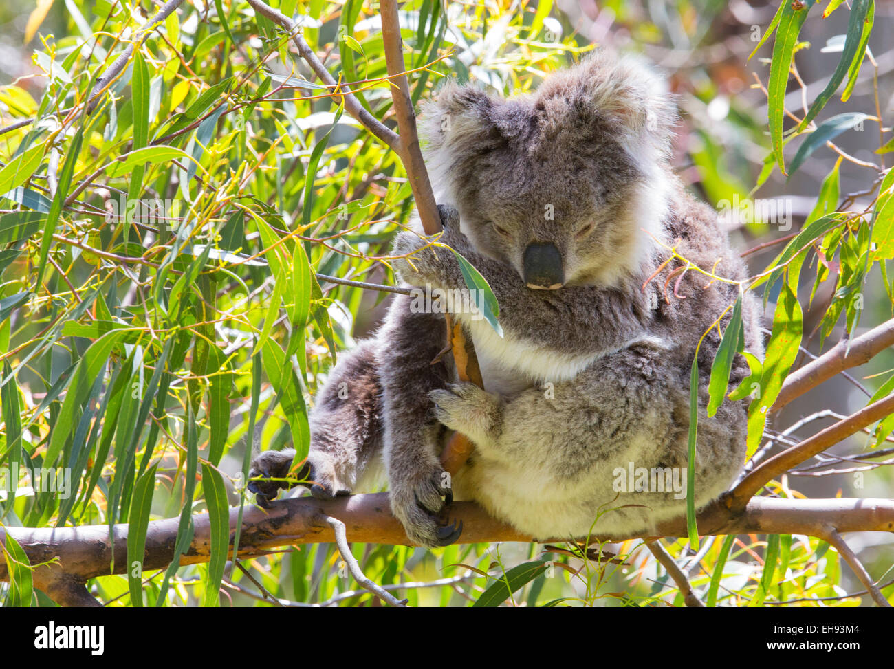 Koala (Phascolarctos cinereus) di appoggio in un albero di eucalipto nel selvaggio, Victoria, Australia Foto Stock