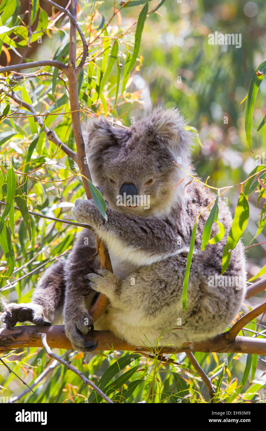 Koala (Phascolarctos cinereus) di appoggio in un albero di eucalipto nel selvaggio, Victoria, Australia Foto Stock
