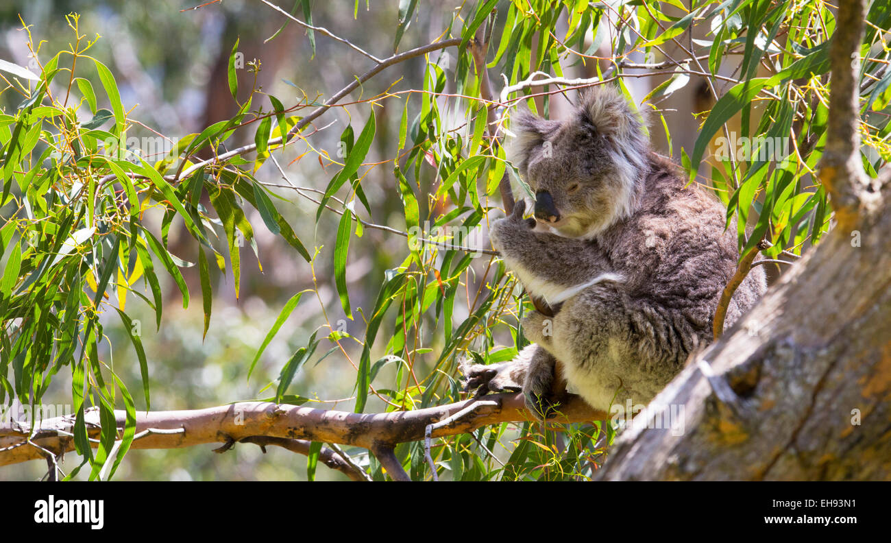 Koala (Phascolarctos cinereus) di appoggio in un albero di eucalipto nel selvaggio, Victoria, Australia Foto Stock