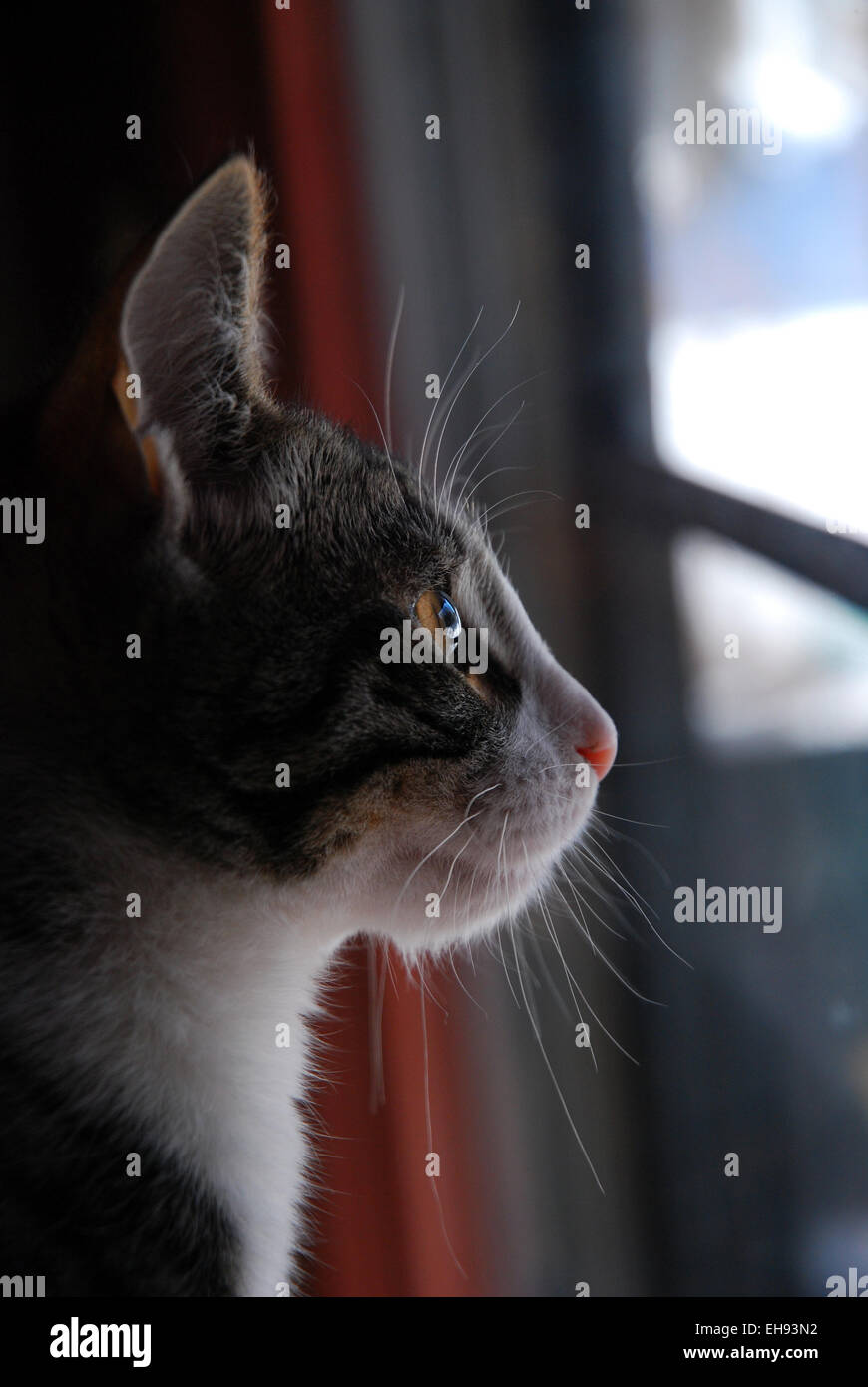 Tabby e bianco gattino guardando fuori della finestra Foto Stock