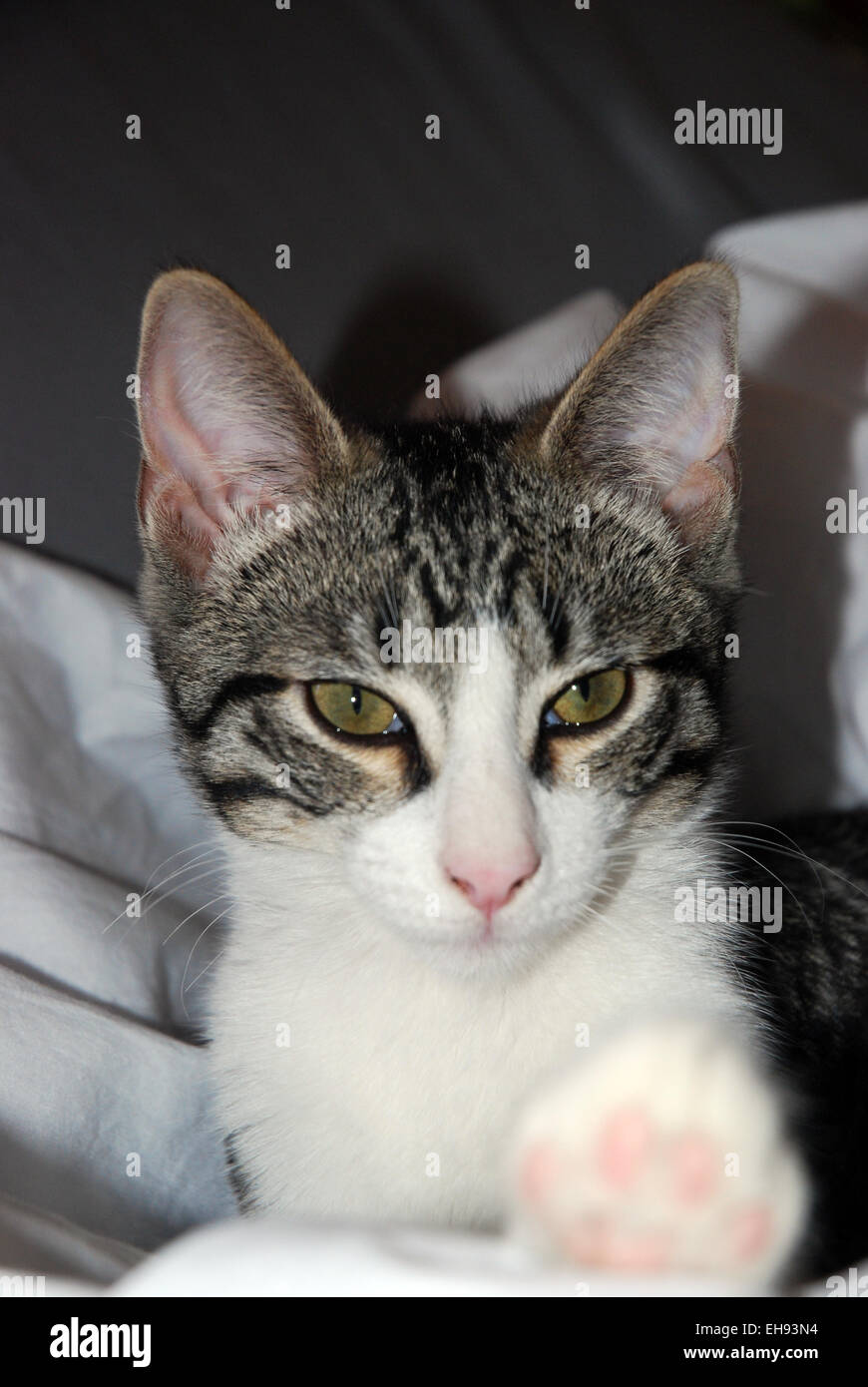 Tabby & white gattino con paw ha tenuto fuori. Foto Stock