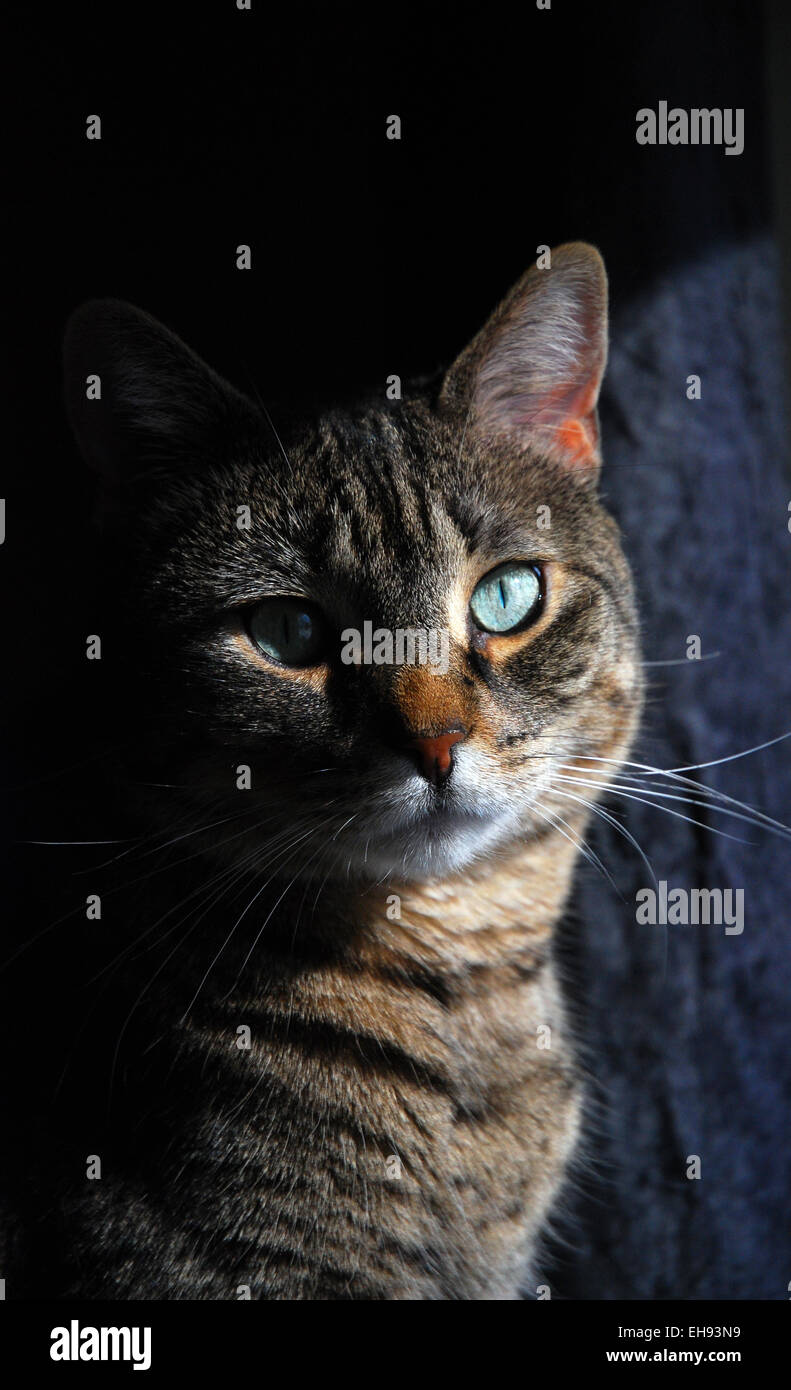 La splendida green eyed tabby nel raggio di sole Foto Stock