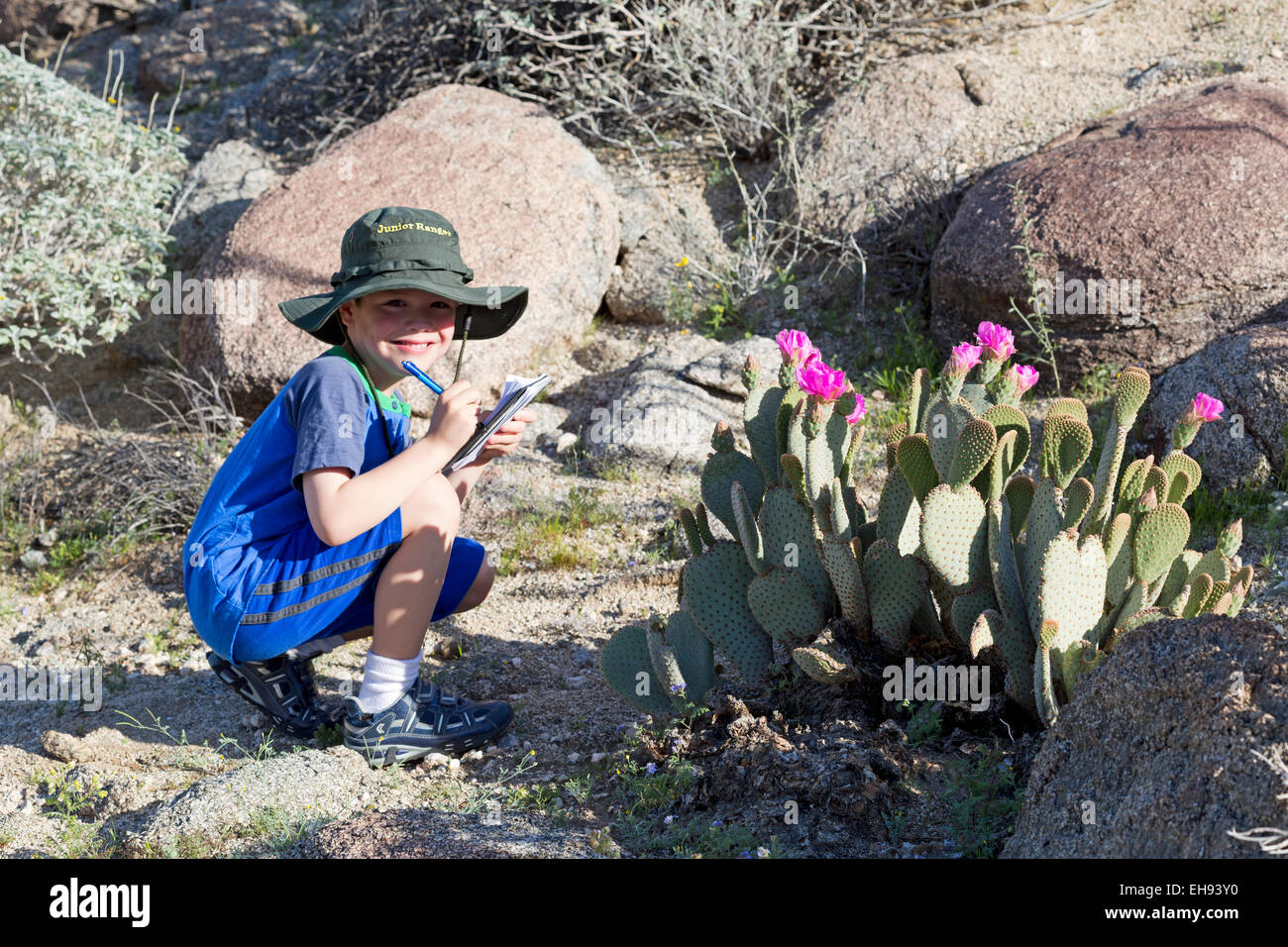 Giovane ragazzo coda di castoro disegno Cactus fiori in Glorietta Canyon, Anza Borrego Desert State Park, California Foto Stock