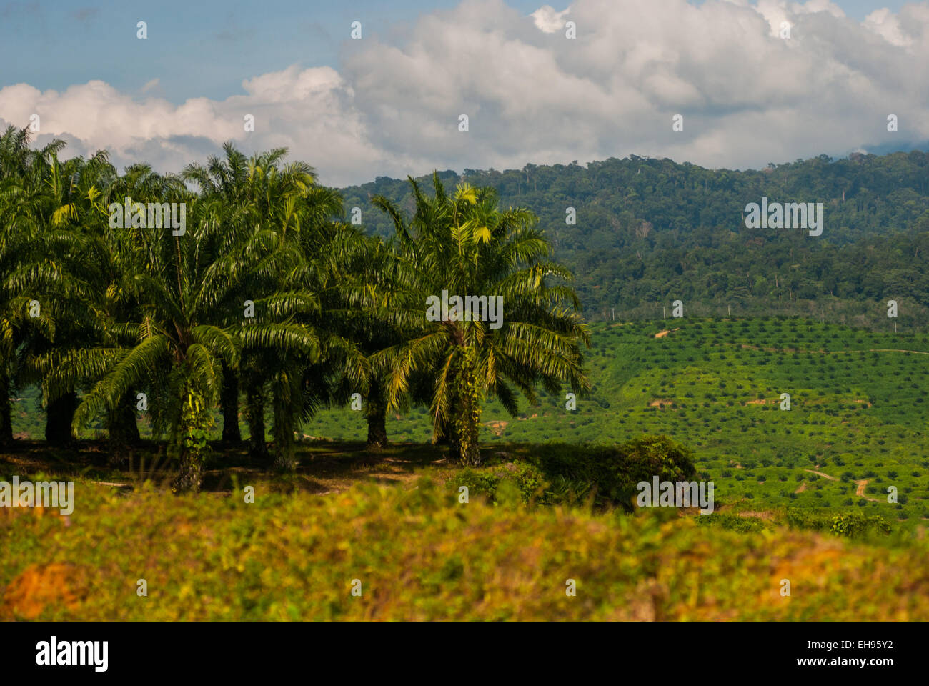 Piantagione di palme da olio a Langkat, Sumatra settentrionale, Indonesia. Foto Stock