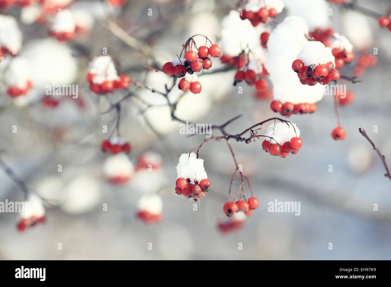 Bacche rosse sotto la neve, neve, sfondo, Monte Ceneri, biancospino Foto Stock