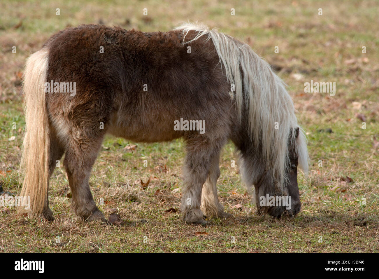 Pony Shetland pascolare in un campo. Foto Stock