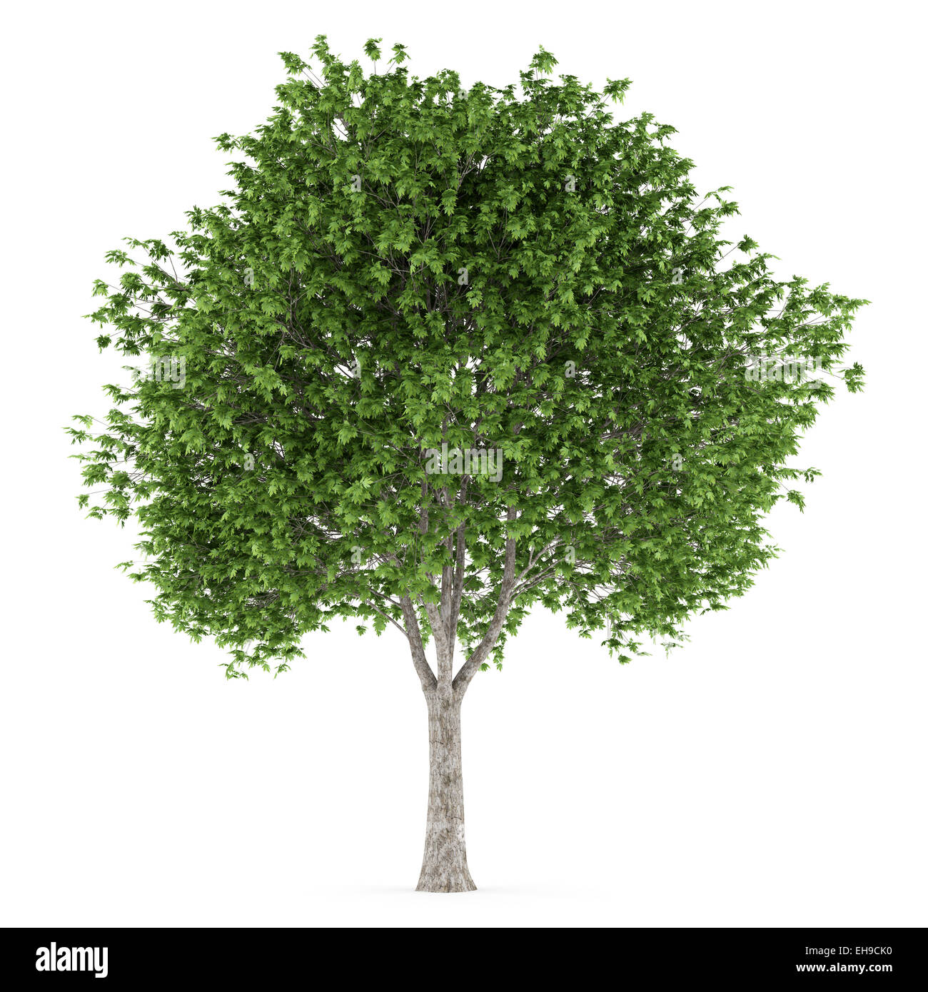 Londra albero piano isolato su sfondo bianco Foto Stock