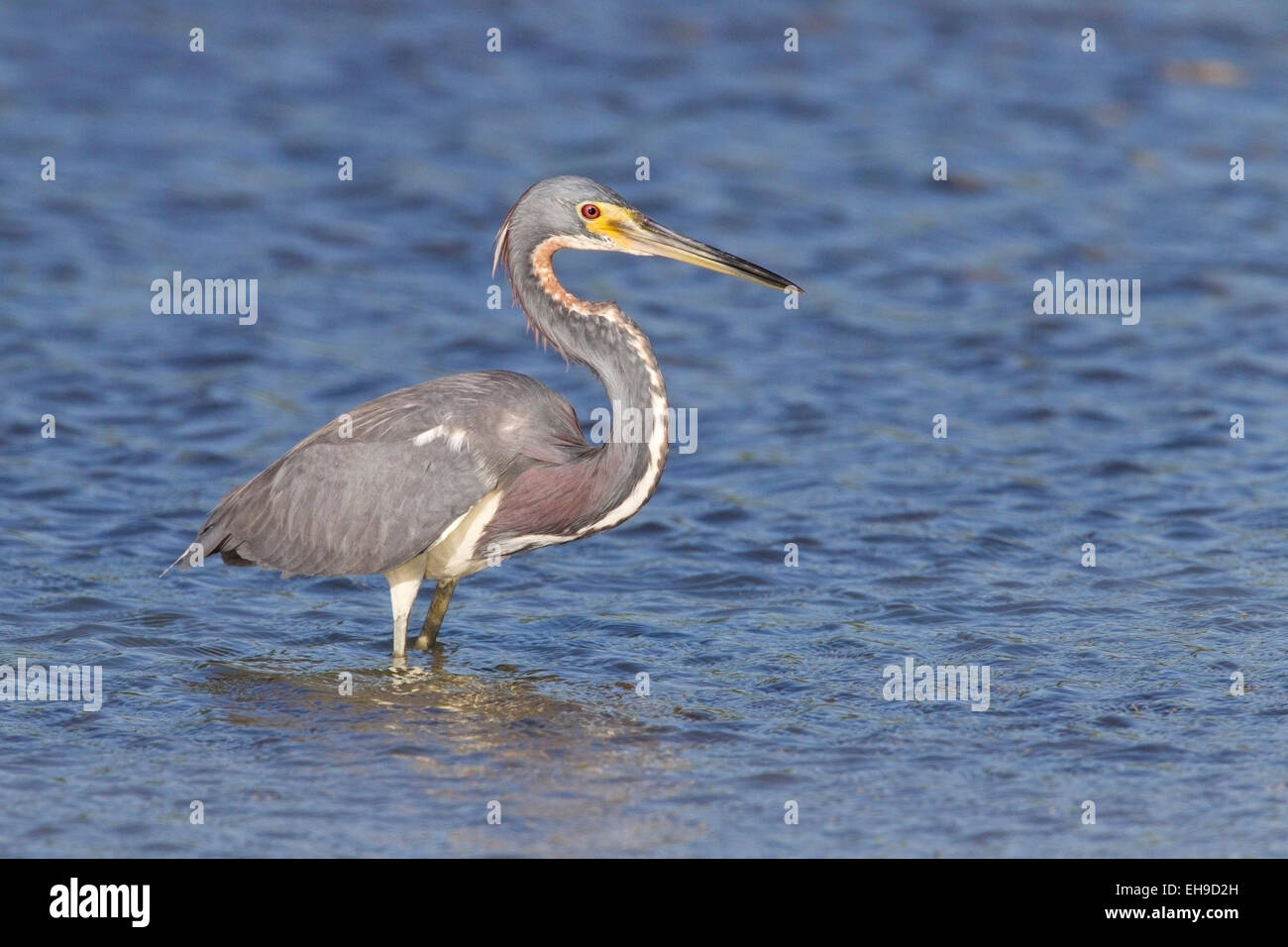 Airone tricolore o Louisiana Heron (Egretta tricolore) adulto con attività di pesca in acque poco profonde, Florida, Stati Uniti d'America Foto Stock