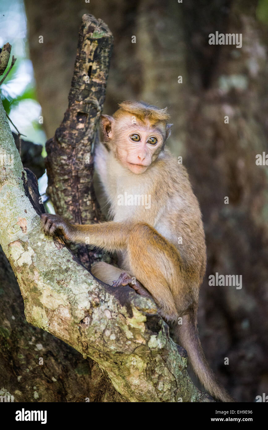 Toque Macaque monkey in Anuradhapura, Sri Lanka, Asia Foto Stock