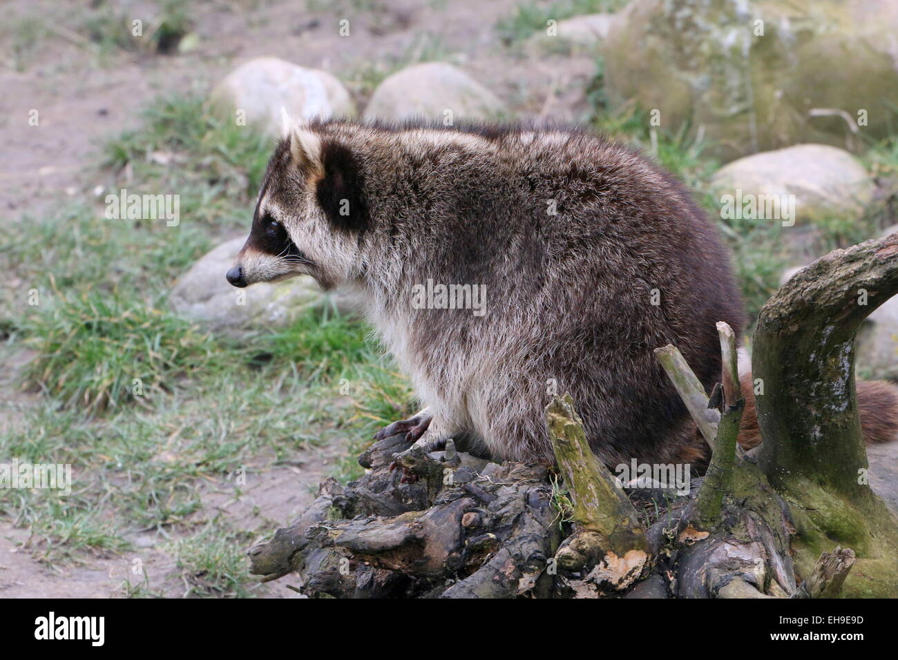 Per il Nord America o per il nord raccoon ( Procione lotor) Foto Stock