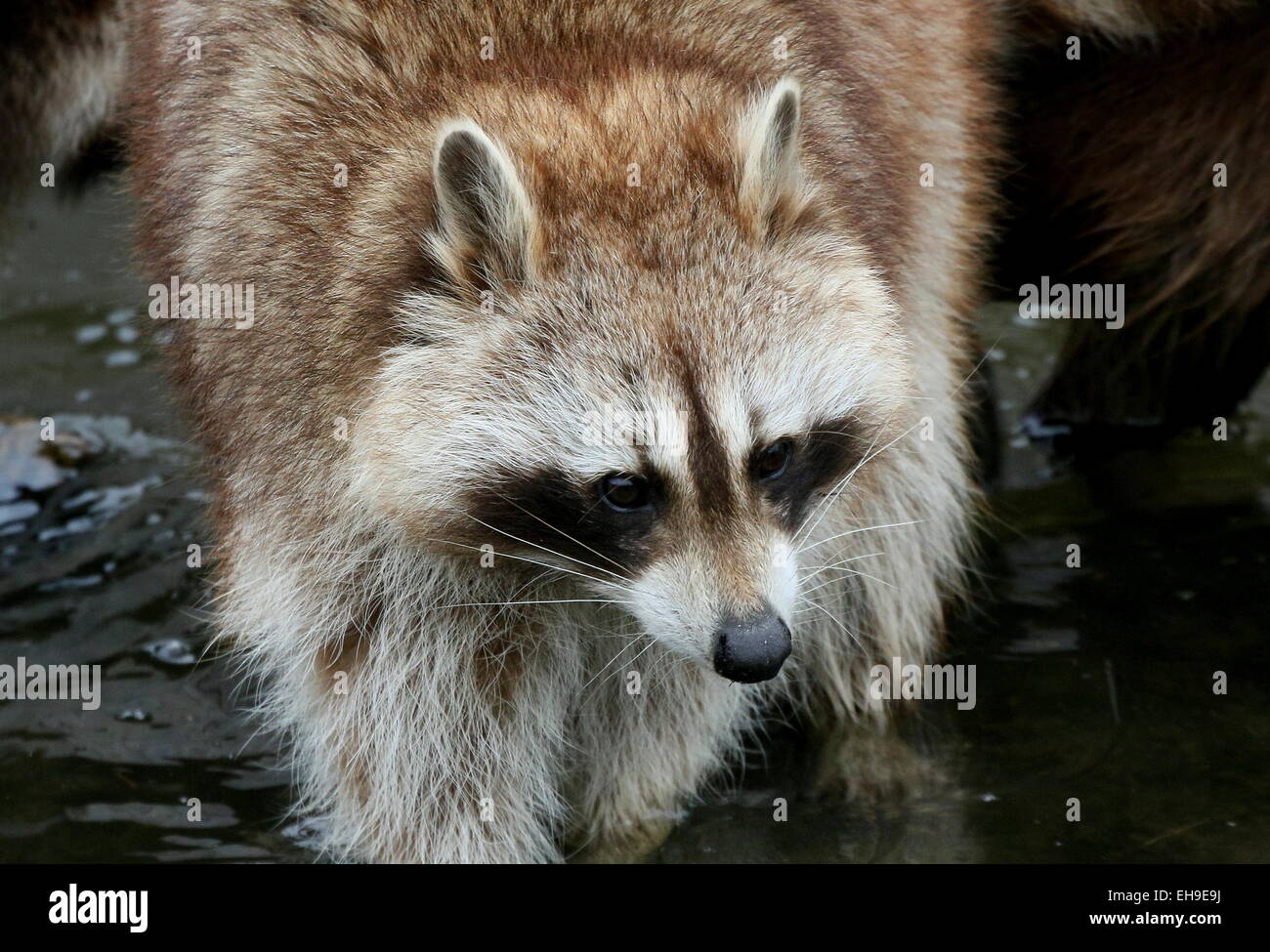 Per il Nord America o per il nord raccoon ( Procione lotor) close-up della testa Foto Stock