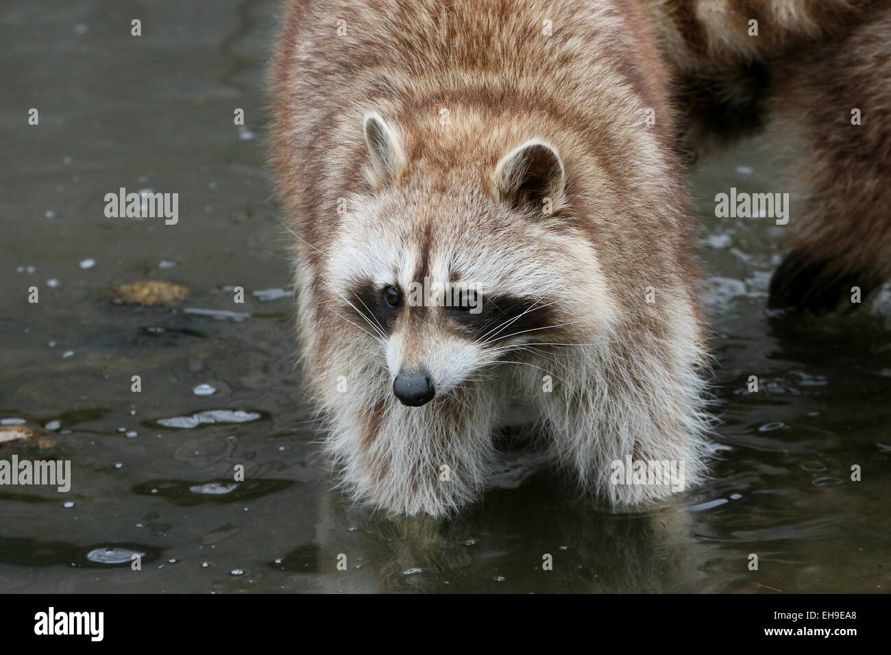 Per il Nord America o per il nord raccoon ( Procione lotor) close-up di testa, camminare in acqua Foto Stock