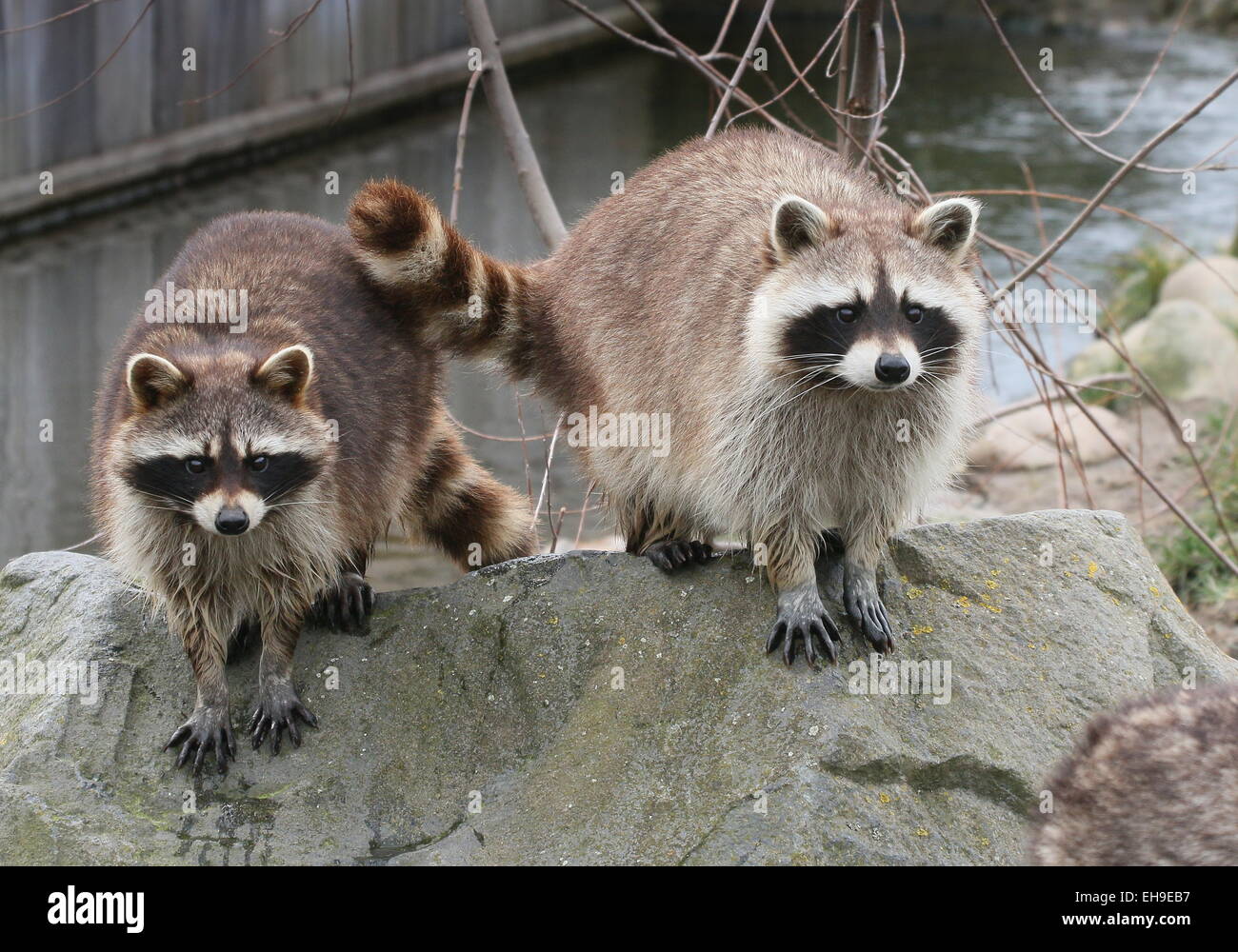 Due Nord America settentrionale o procioni ( Procione lotor) a Rotterdam Blijdorp Zoo, Paesi Bassi Foto Stock