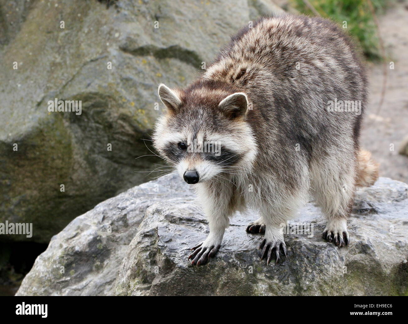 Per il Nord America o per il nord raccoon ( Procione lotor) in posa su una roccia Foto Stock