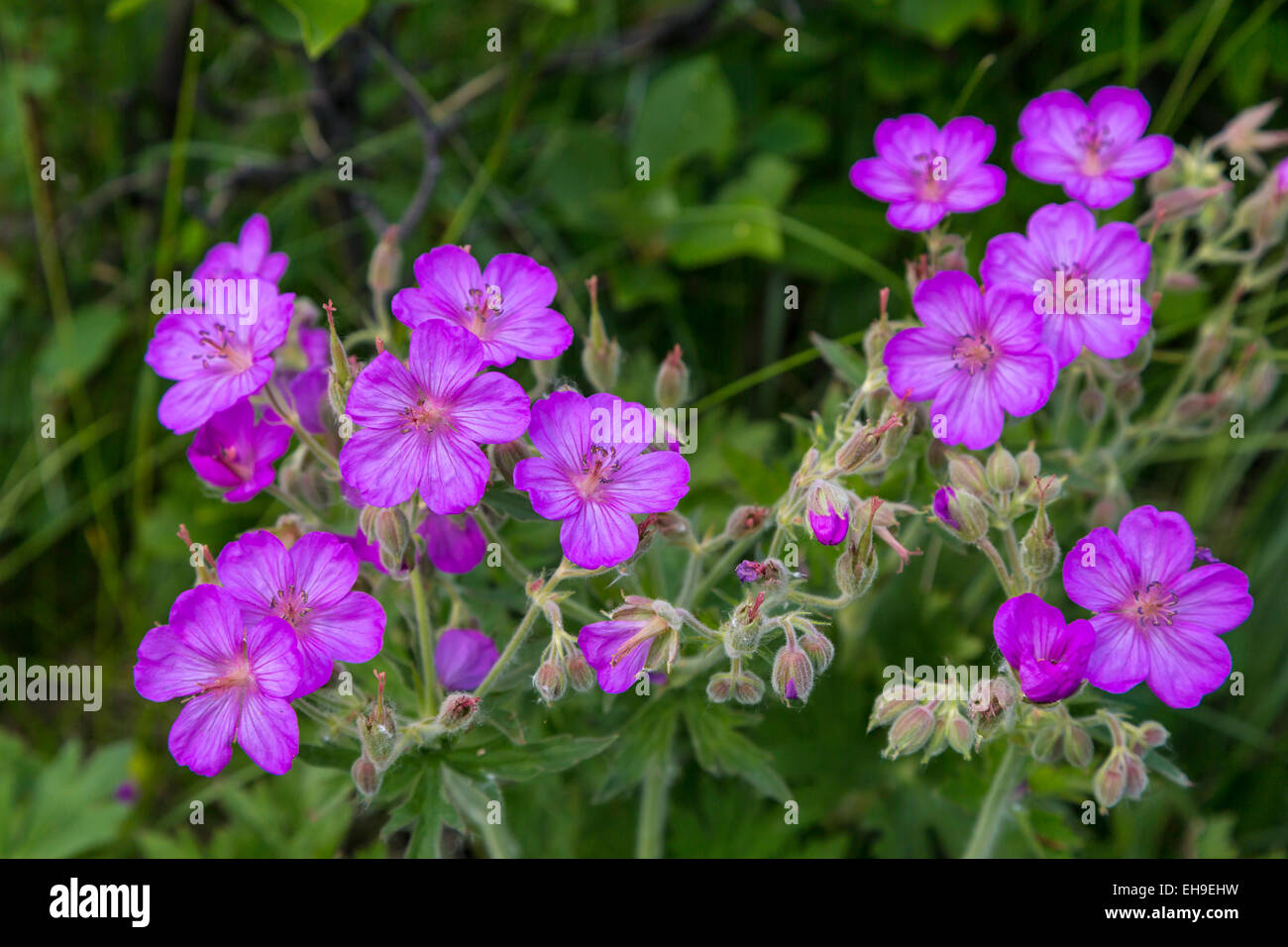 Sticky Geranio fiori selvatici nel Parco Nazionale dei laghi di Waterton, Alberta, Canada. Foto Stock