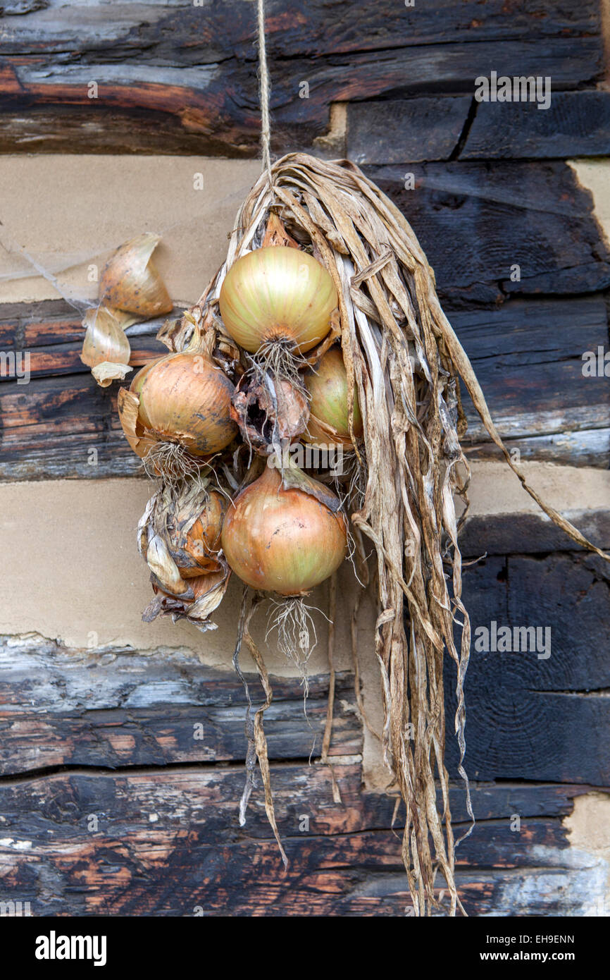 Cipolle essiccate appese ad asciugare sotto il tetto Foto Stock