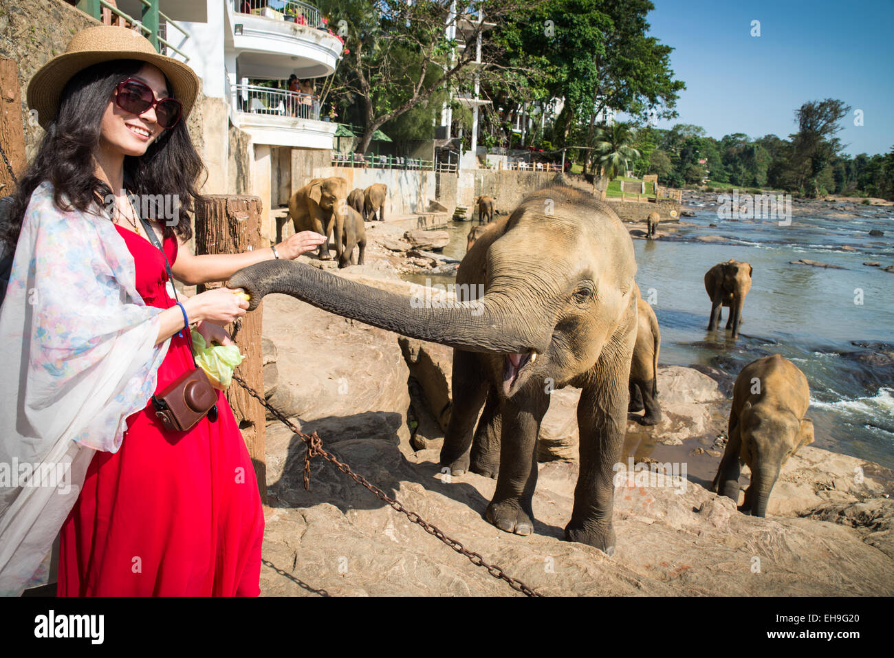 Elefanti asiatici con la donna, Pinnawala l'Orfanotrofio degli Elefanti, Kegalle, Sri Lanka Foto Stock