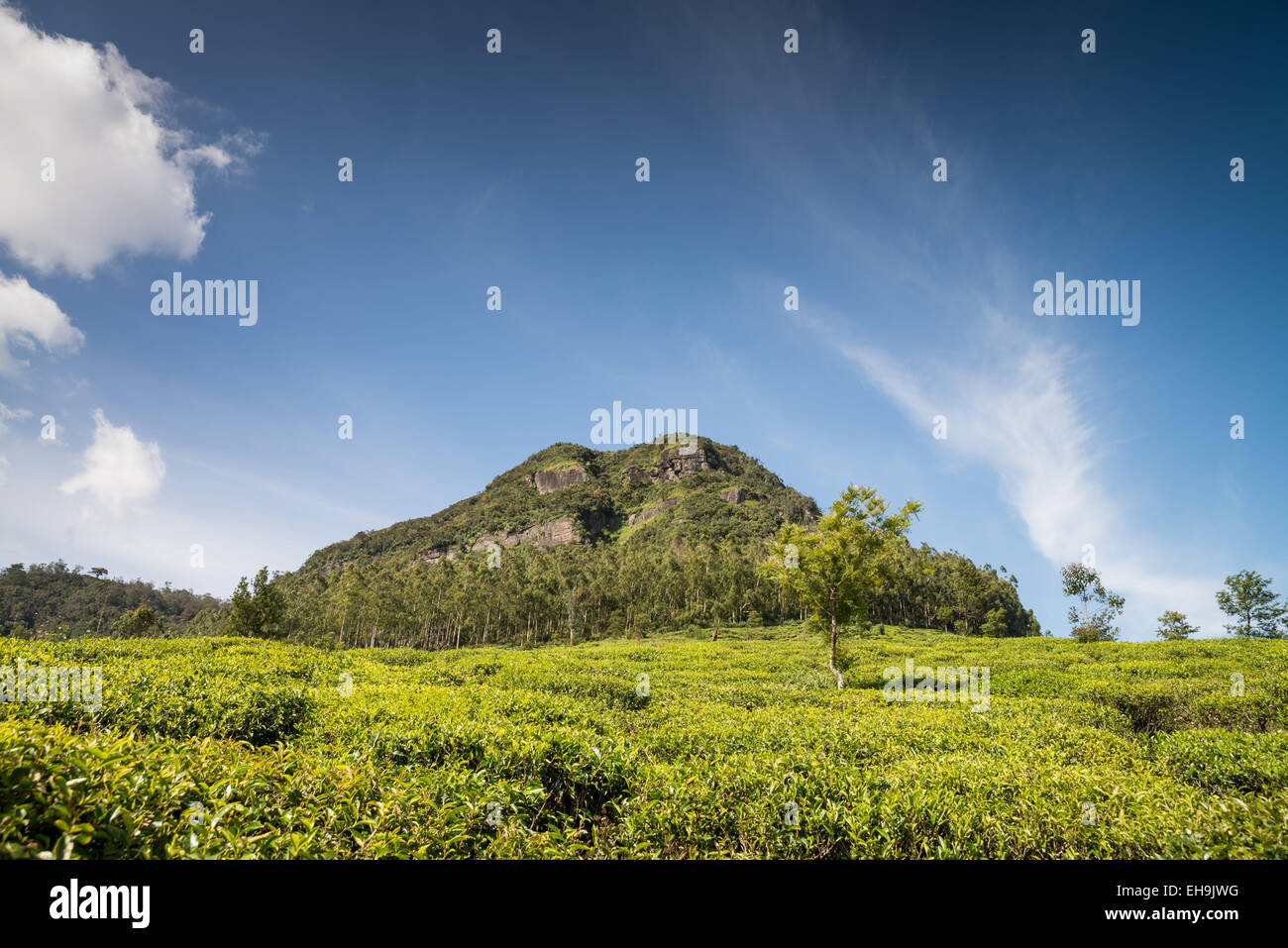 La piantagione di tè vicino a Nuwara Eliya, Sri Lanka, Asia Foto Stock