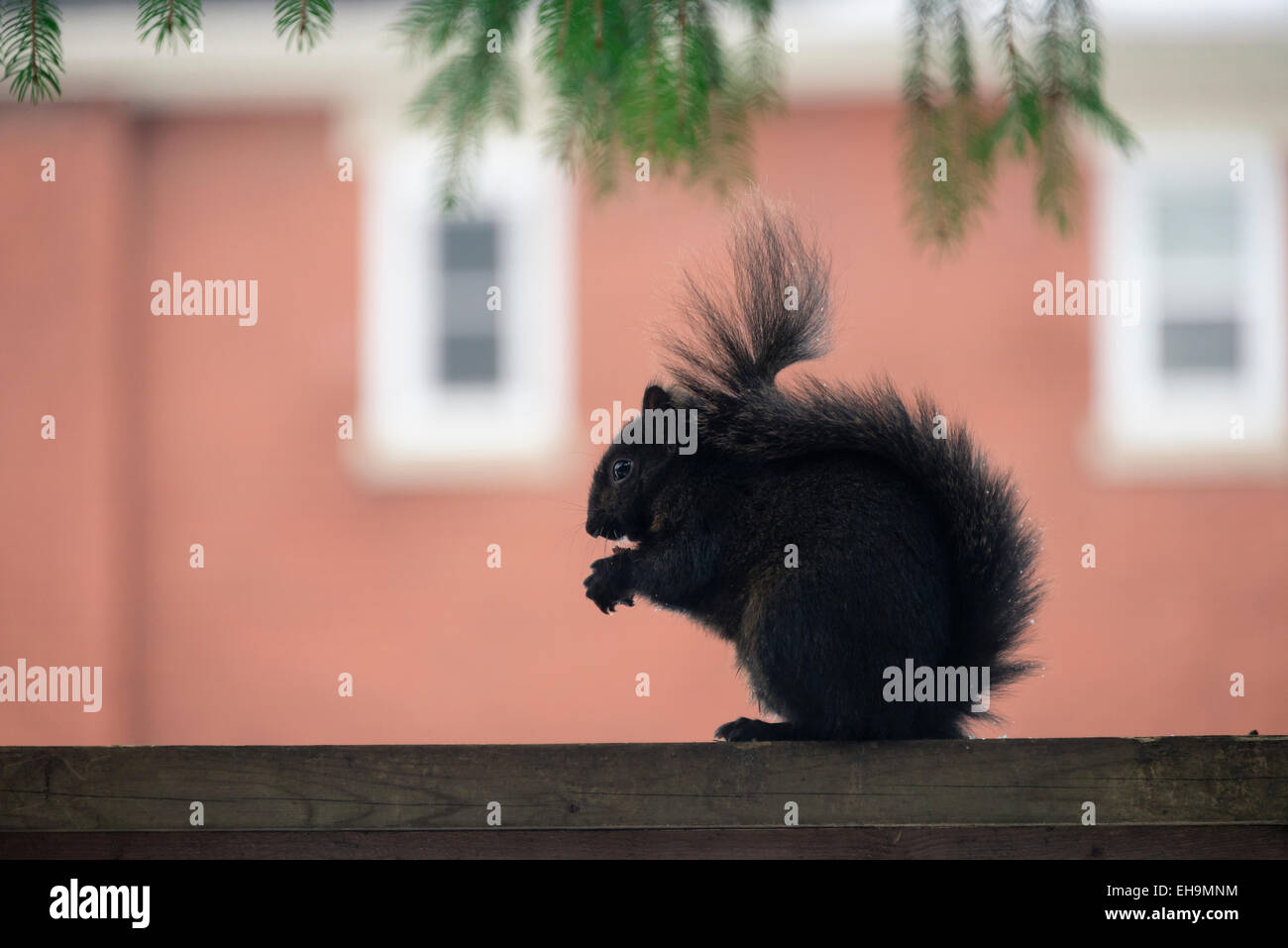 Scoiattolo in Canada profilo sullo sfondo di una casa Foto Stock