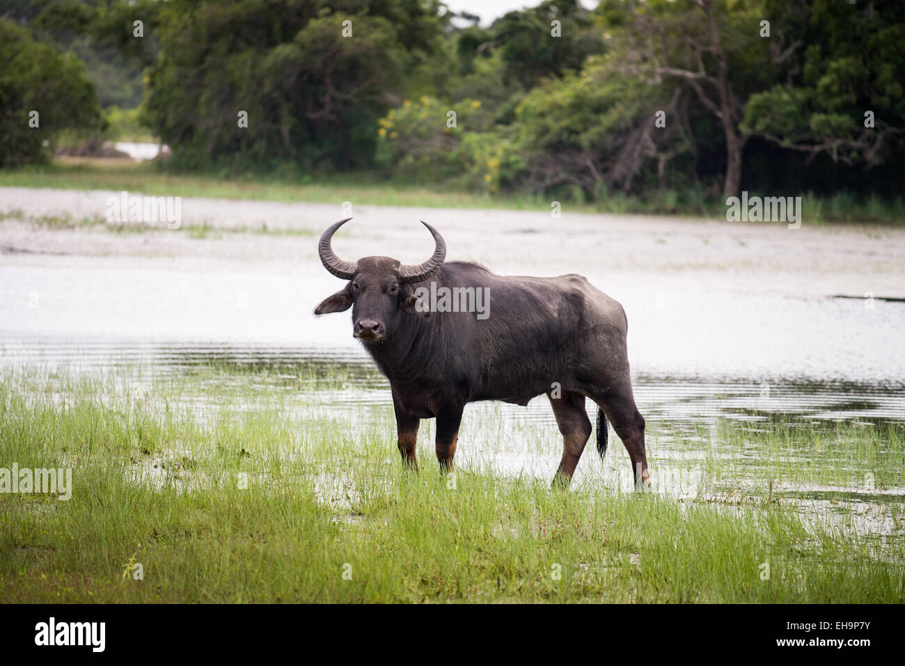 Kumana National Park, precedentemente Yala Est, Kumana, Provincia Orientale, Sri Lanka, Asia Foto Stock