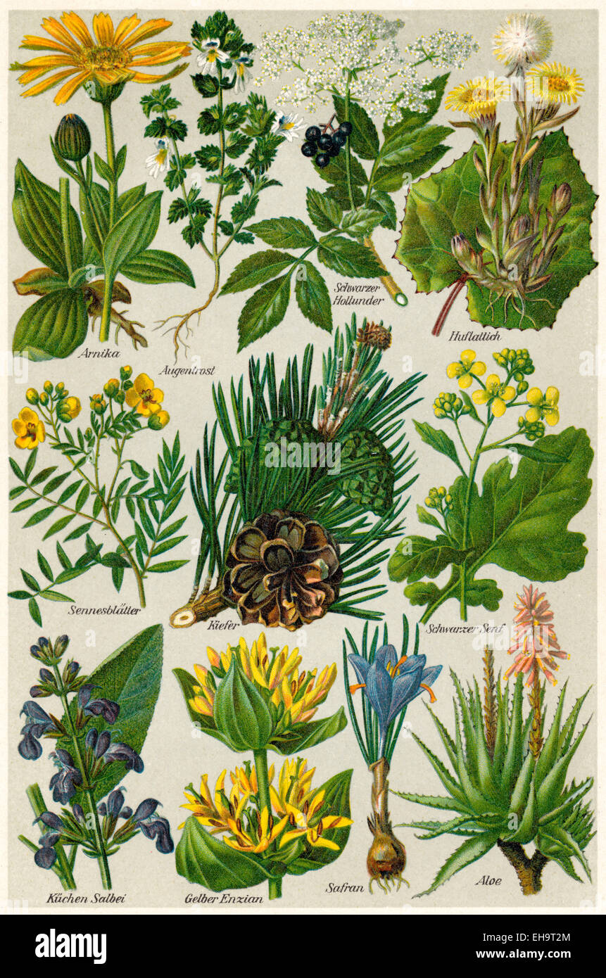 Raffigurazione di piante medicinali Foto Stock