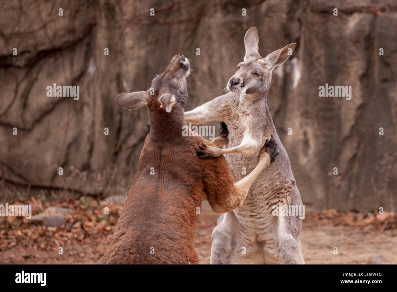 Chicago, Stati Uniti d'America - una coppia di canguri rossi (Macropus Rufus) boxing al Lincoln Park Zoo. Foto Stock