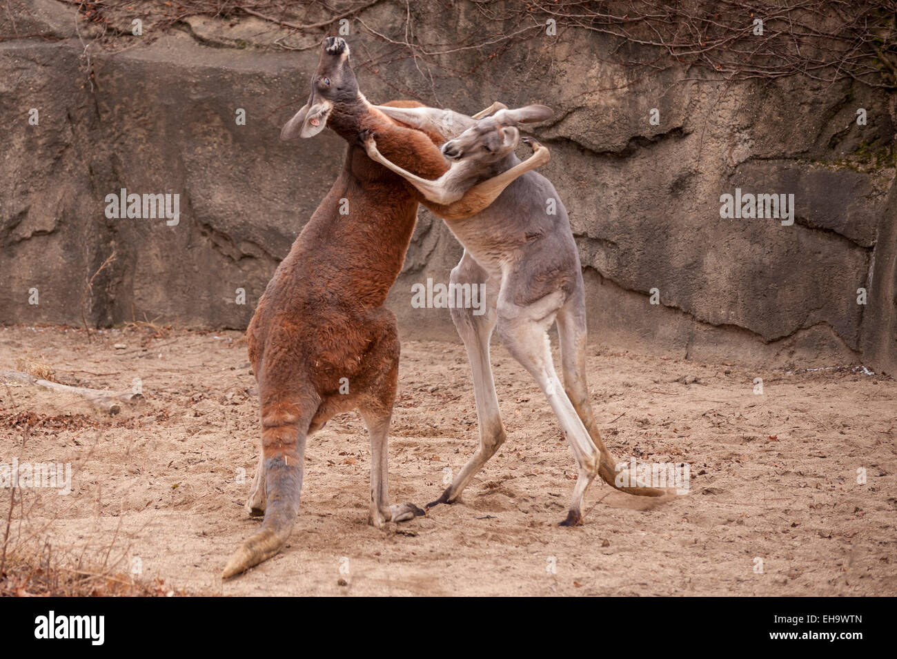 Chicago, Stati Uniti d'America - una coppia di canguri rossi (Macropus Rufus) boxing al Lincoln Park Zoo. Foto Stock