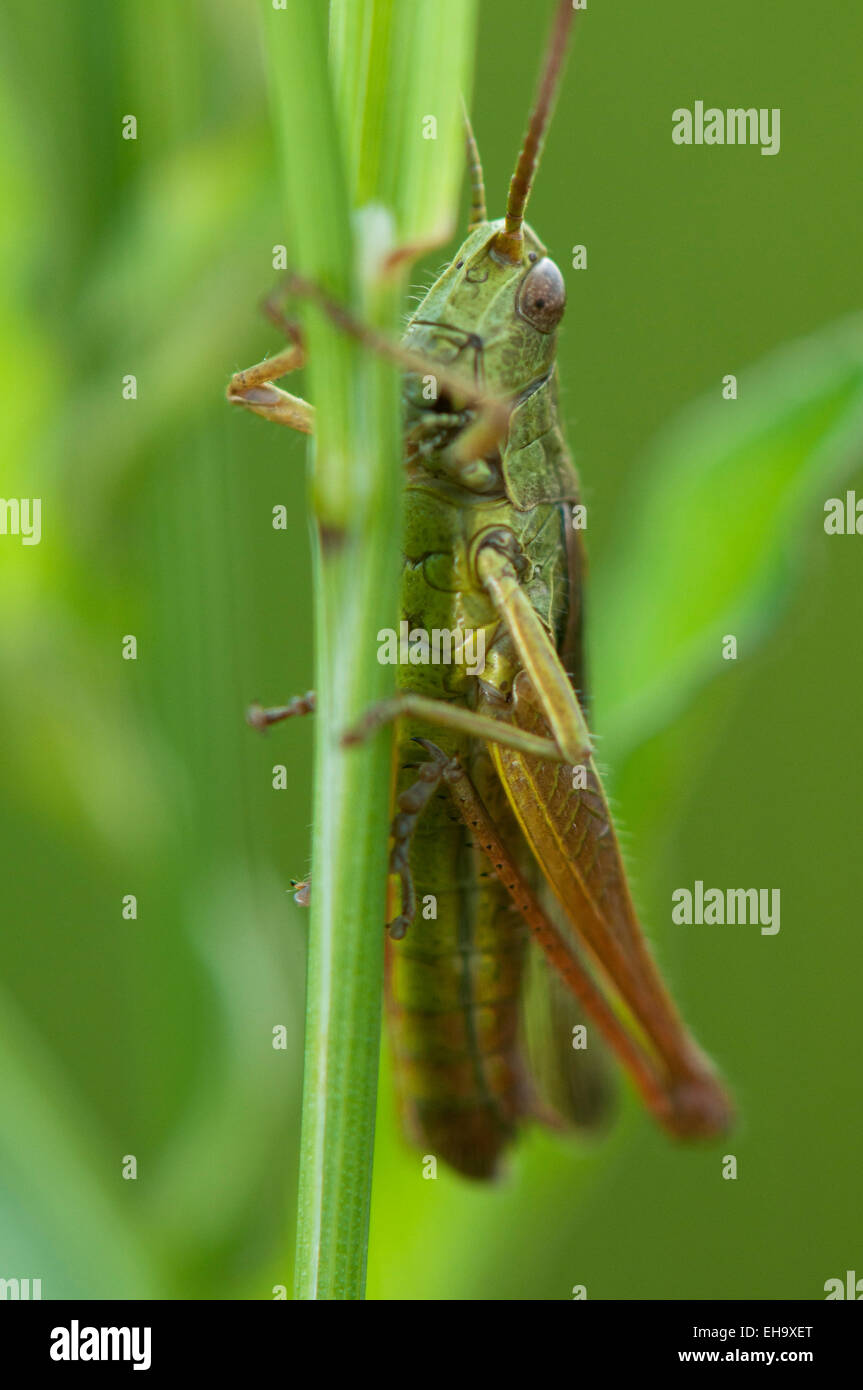 Prato Grasshopper (Chorthippus d Europa parallelus) su gras Germania Europa Foto Stock