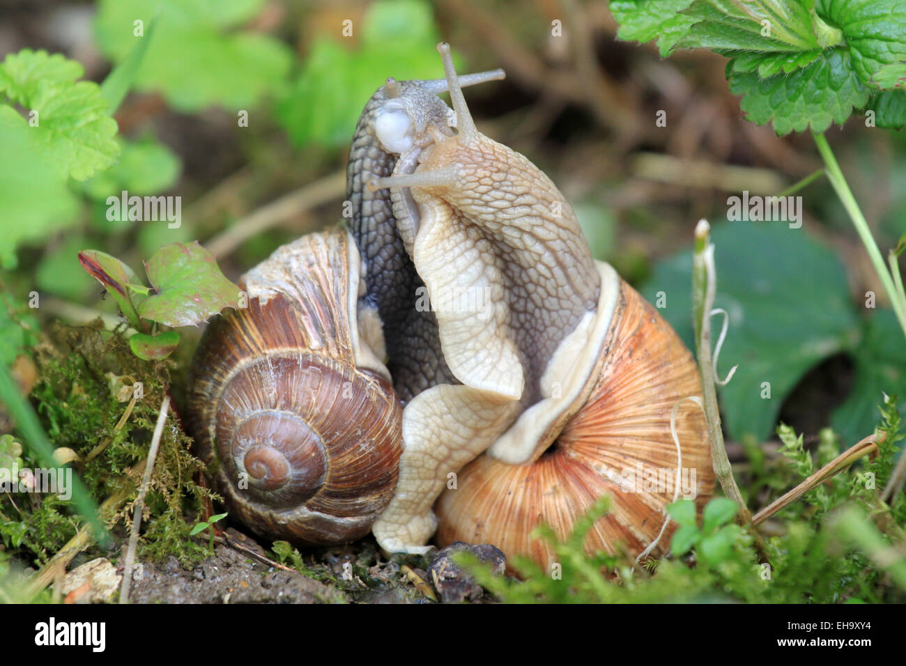 Due lumache in stretto collegamento in natura Foto Stock