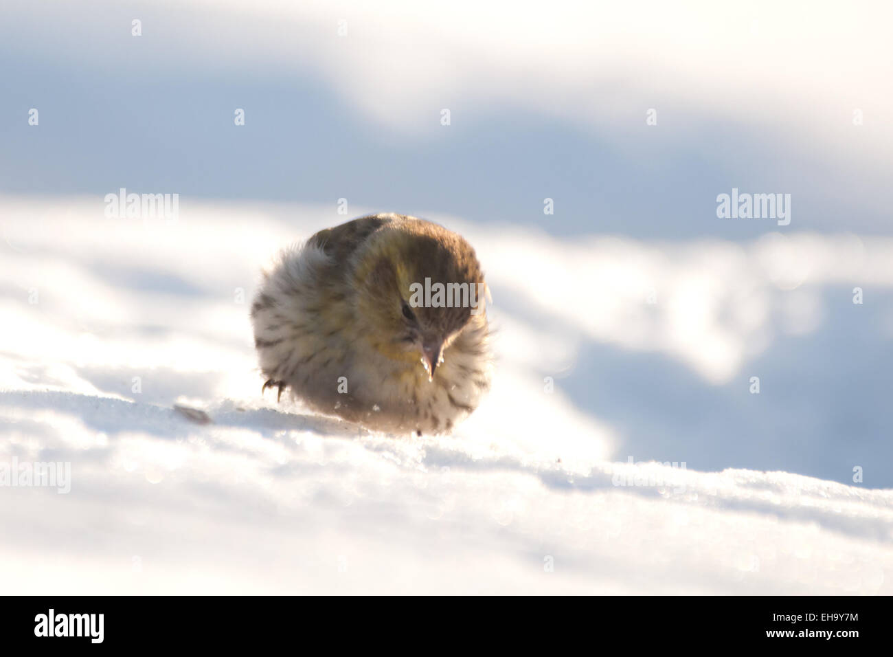 Solo Lucherino femmina sul soleggiato neve Foto Stock
