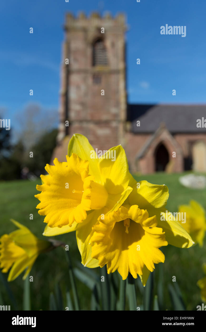 Villaggio di Handley, Inghilterra. Vista la molla di narcisi con Handley's Chiesa di Tutti i Santi al di fuori della messa a fuoco in background. Foto Stock