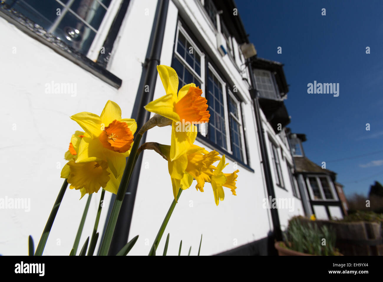 Villaggio di Handley, Inghilterra. La molla a basso angolo di vista Handley's bracci Calveley ristorante e pub, su Whitchurch Road. Foto Stock