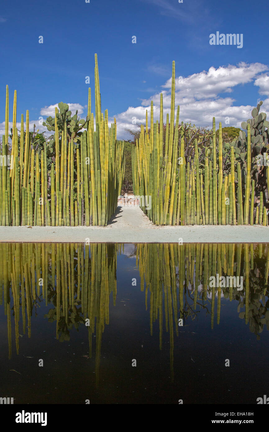 Oaxaca, Messico - Recinzione messicano Cactus Post presso il Giardino Etnobotanico di Oaxaca. Foto Stock