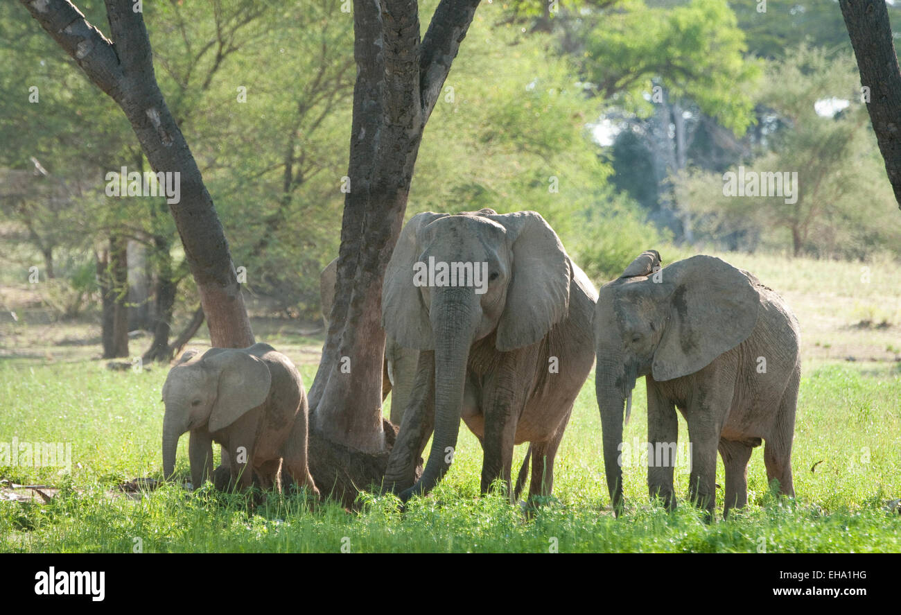 Elefante per adulti con bambini e baby-da Doum palm Foto Stock