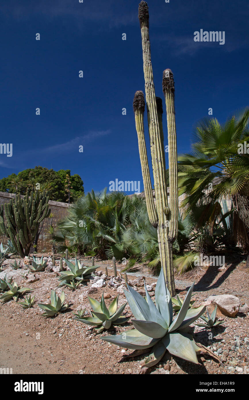Piante Succulente Messico Immagini e Fotos Stock - Alamy