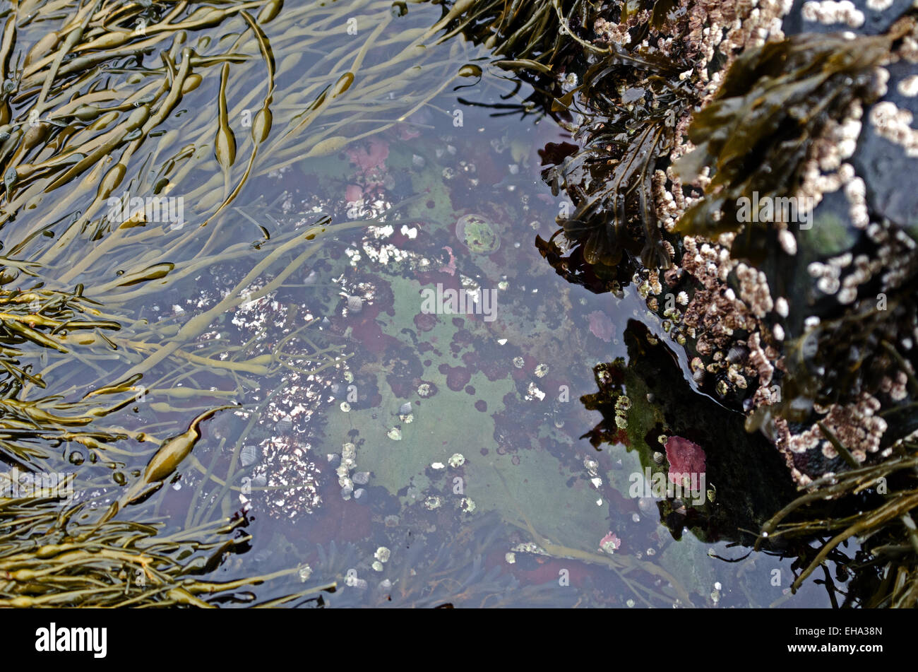 Tidepool incrostati di cirripedi e rosso brillante, coralline e orlata da rockweed. Foto Stock