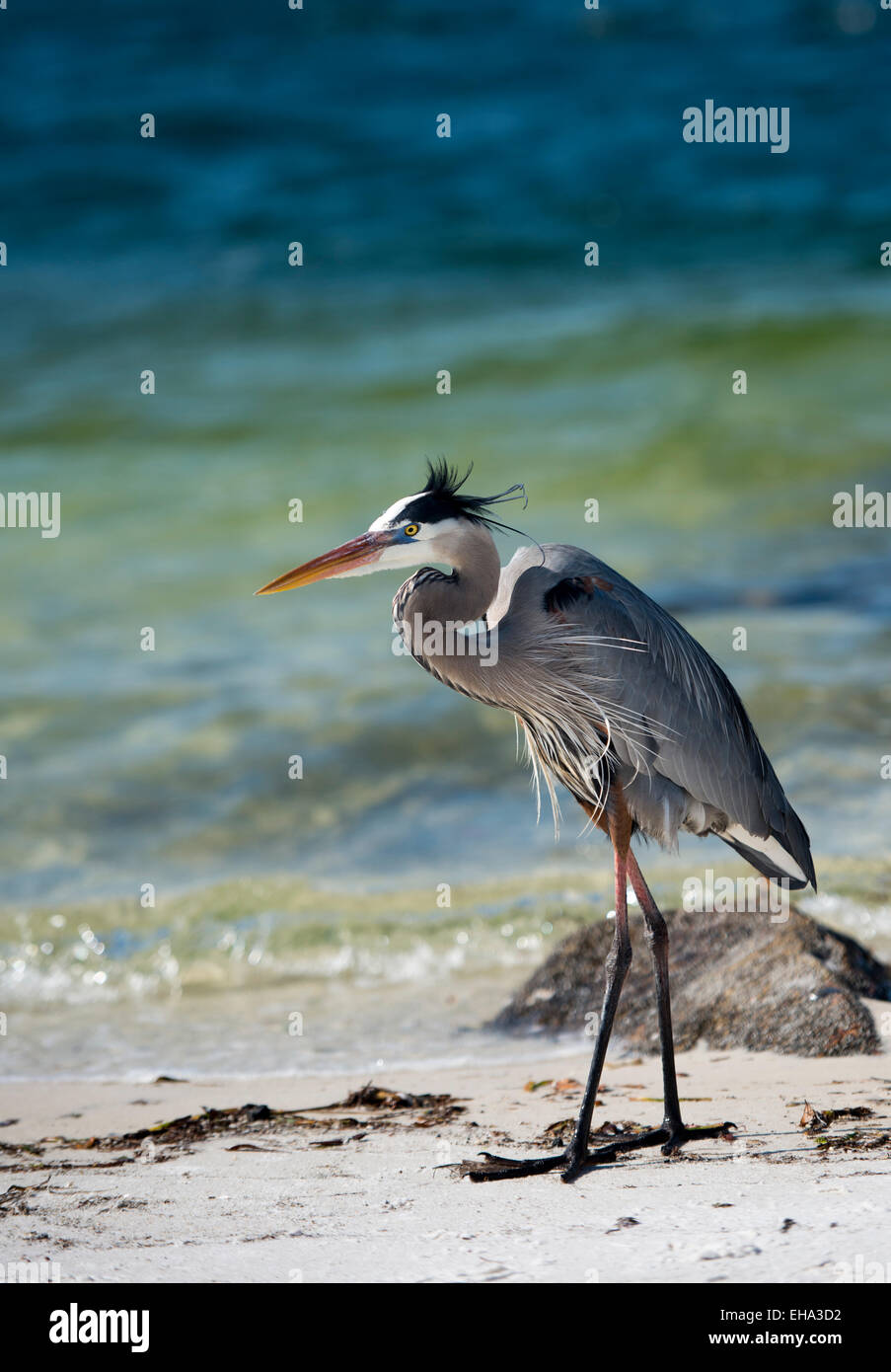 Airone cenerino camminando lungo il litorale del Golfo del Messico Foto Stock