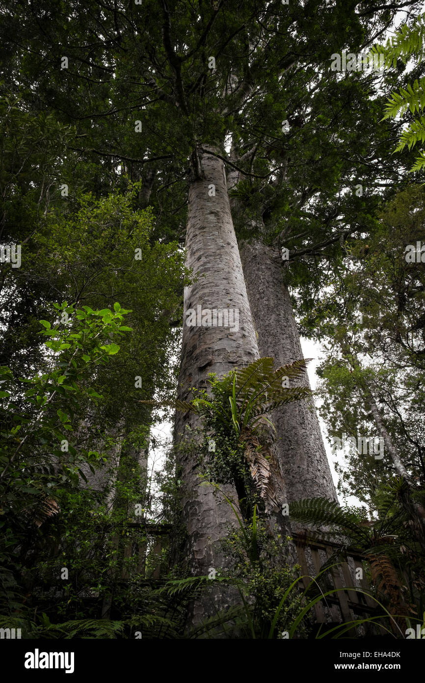 Giganteschi alberi kauri in Coromandel, Nuova Zelanda. Foto Stock