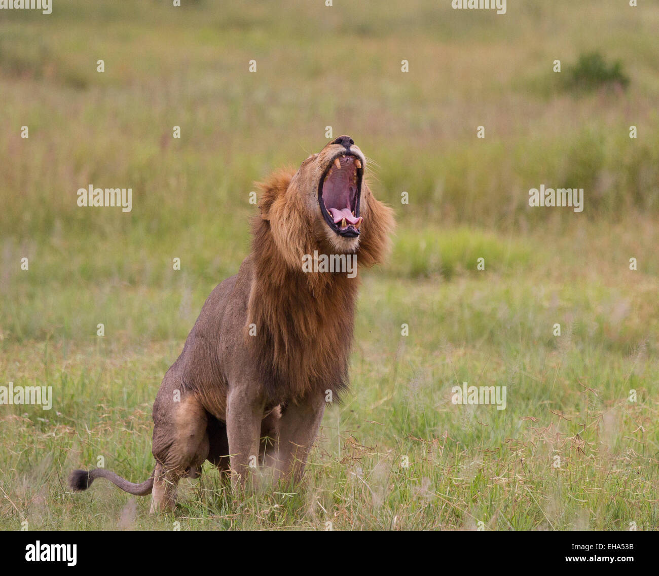 Grande leone maschio sbadigli e tratti. Foto Stock