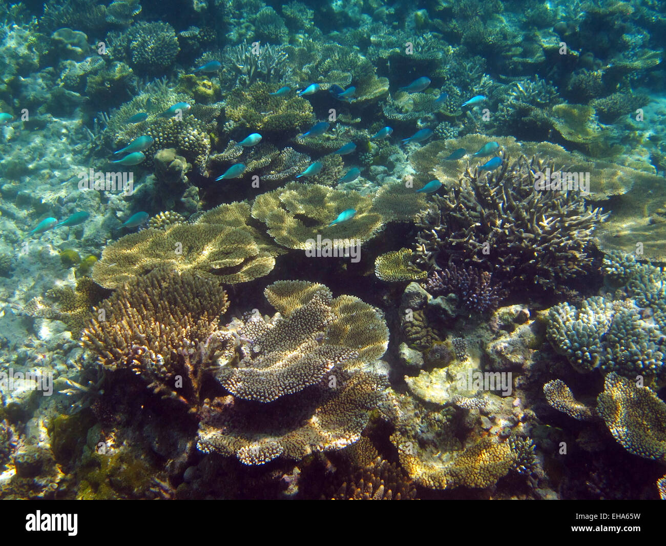 Una secca di Peacock castagnole nuotare nel corso di una barriera corallina alle Maldive Foto Stock
