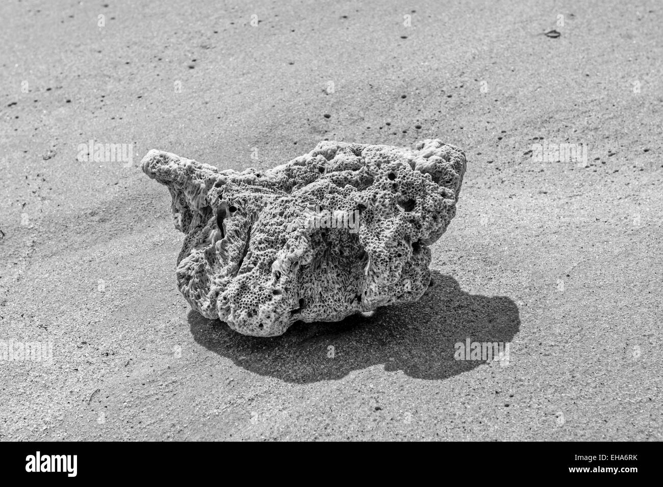 Chiudere fino in bianco e nero ancora immagine di vita di un corallo su di una spiaggia di sabbia Foto Stock