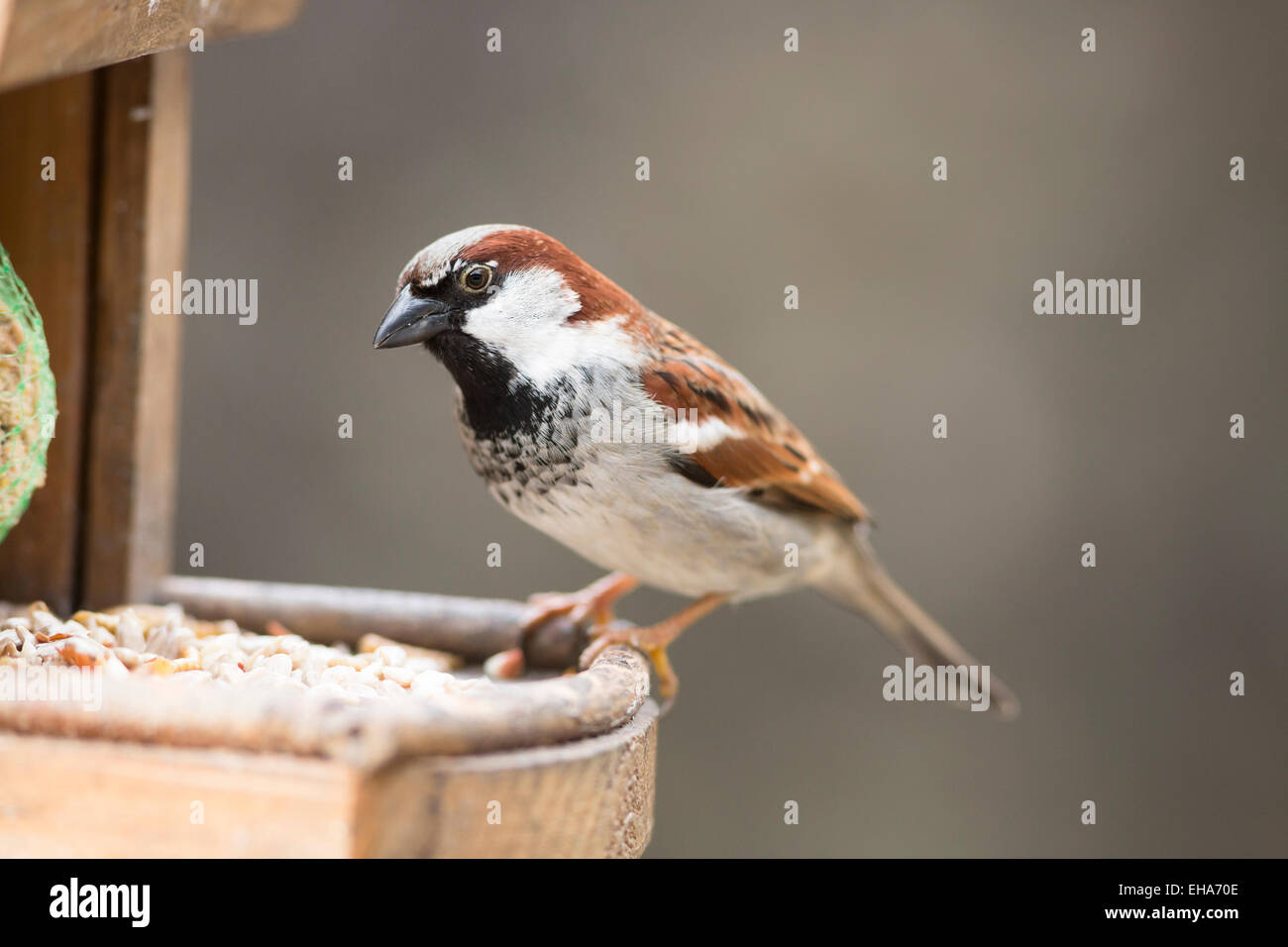 Casa passero femmina appollaiata su Bird Feeder Foto Stock