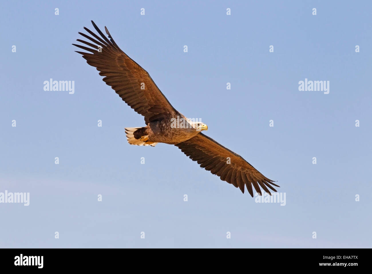 White-tailed Eagle (Haliaeetus albicilla), singolo adulto in volo contro il cielo blu Foto Stock