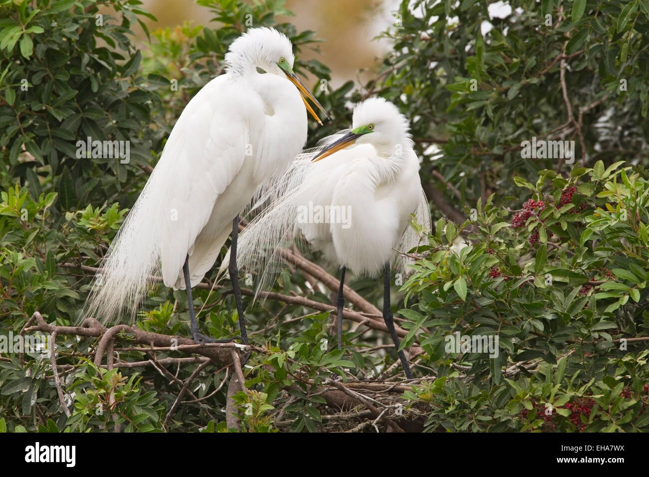 Airone bianco maggiore (Ardea alba) Coppia di uccelli visualizzazione al sito di nido, Florida, Stati Uniti d'America Foto Stock