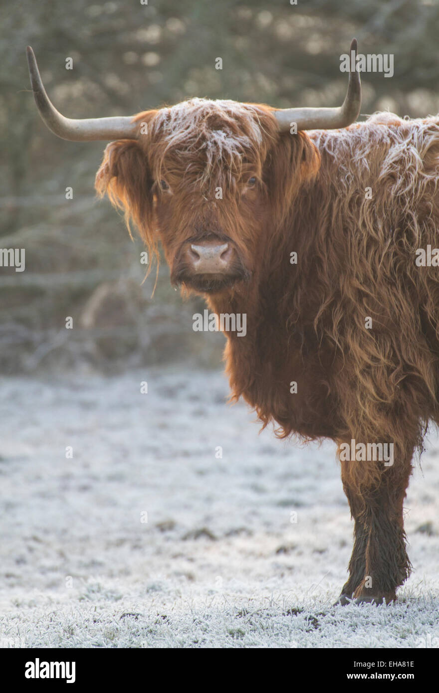 Cornuto highland mucca con la folta pelliccia per un gelido mattino Foto Stock