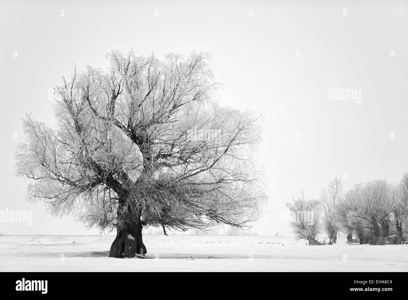 Albero Foto Stock