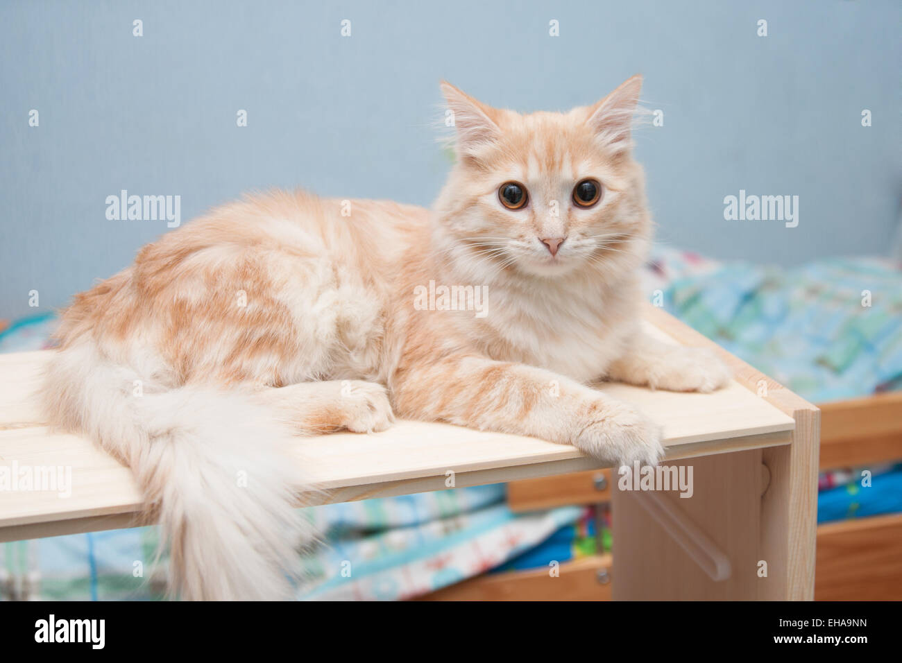 Bianco-rosso gatto con occhi marroni giace su un ripiano e guardando il telaio Foto Stock